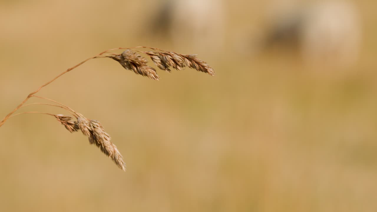 Close-up of wild grass seed head gently moving in warm, sunlit meadow with soft bokeh