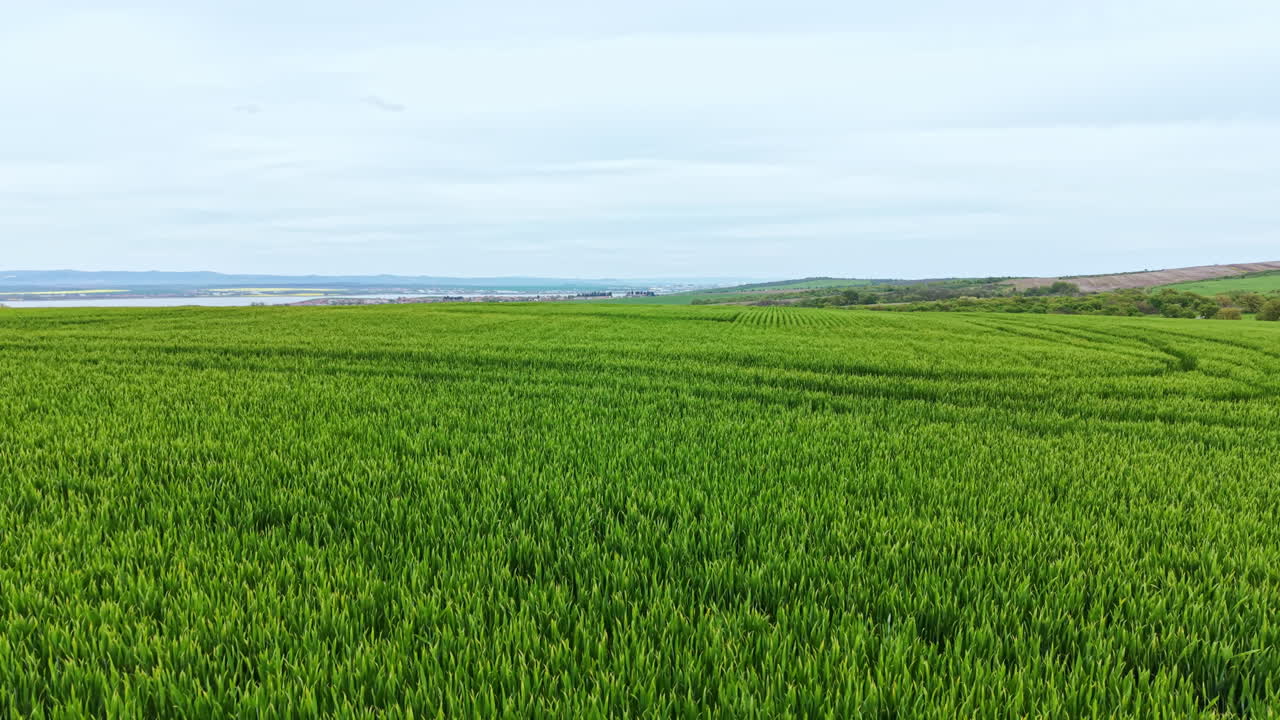 Un campo di grano verde brillante si estende nel paesaggio sotto un cielo sereno in campagna.