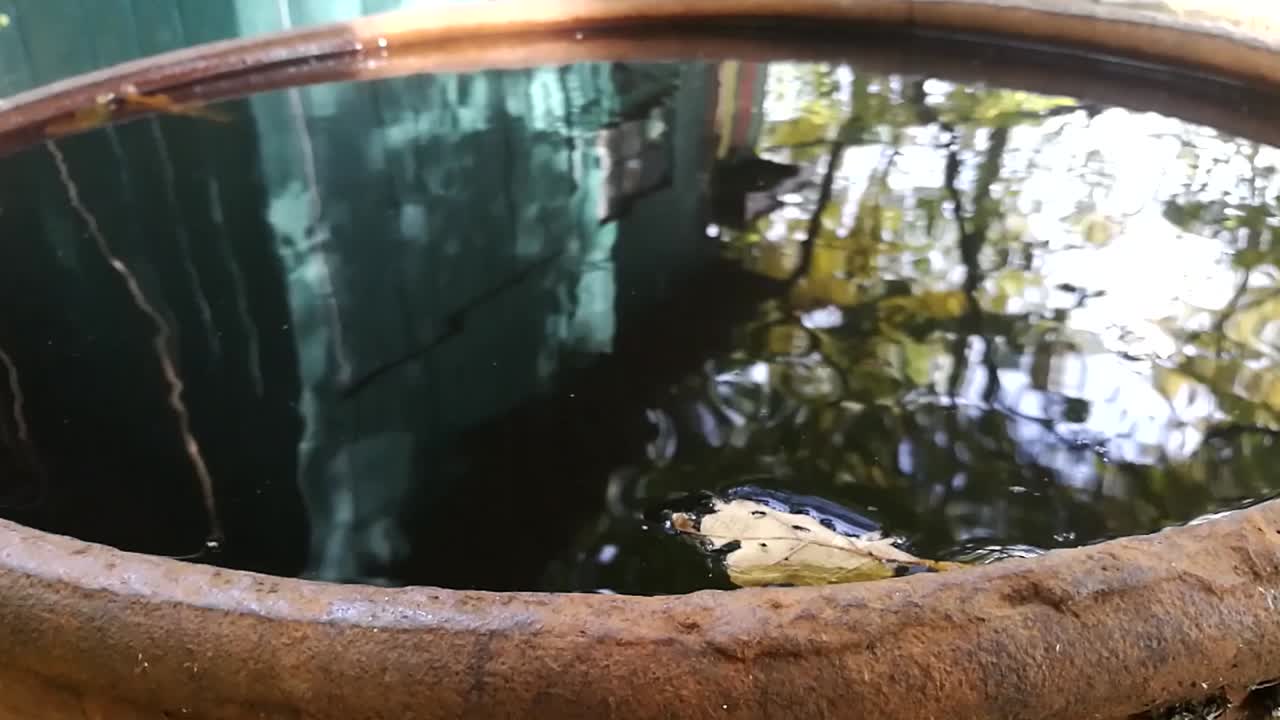 The surface of rainwater in big metallic barrel saved for plant watering in the garden