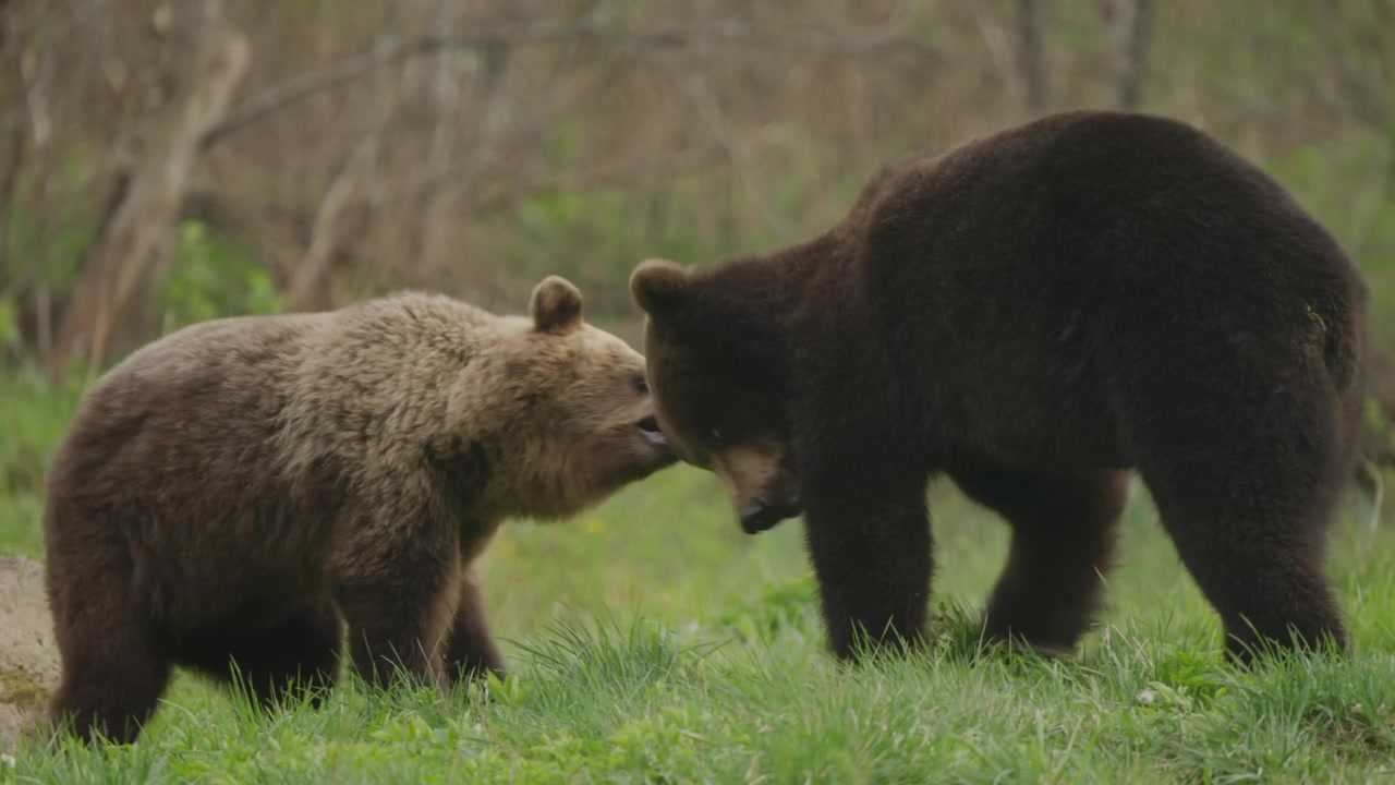 Eurasian brown bears spar in a forest clearing in Estonia, slow motion. Right bear advances as the other retreats, showing playful wrestling or territorial behavior.