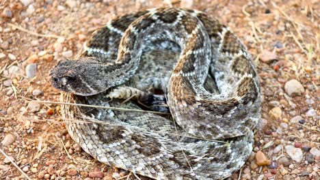 closeup static shot of a western diamondback rattlesnake