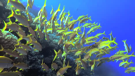 empuje hacia la escuela de pez cabra de cola amarilla tropical nadando cerca del arrecife de coral