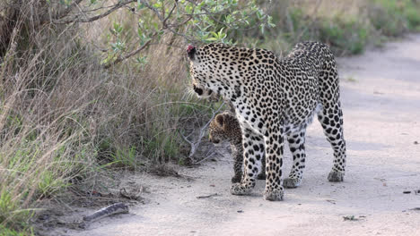 close full body shot of a female leopard walking with her two tiny cubs into the road, greater kruger