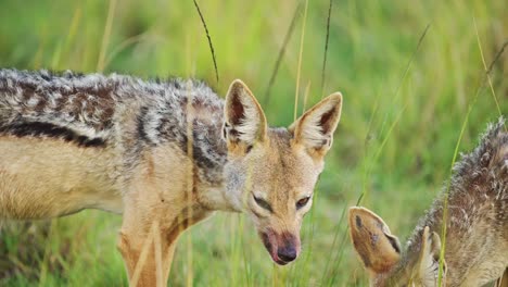 close up portrait of jackal with bloody mouth, feeding, panting after hunting, african wildlife in maasai mara national reserve, kenya, africa safari animals in masai mara north conservancy