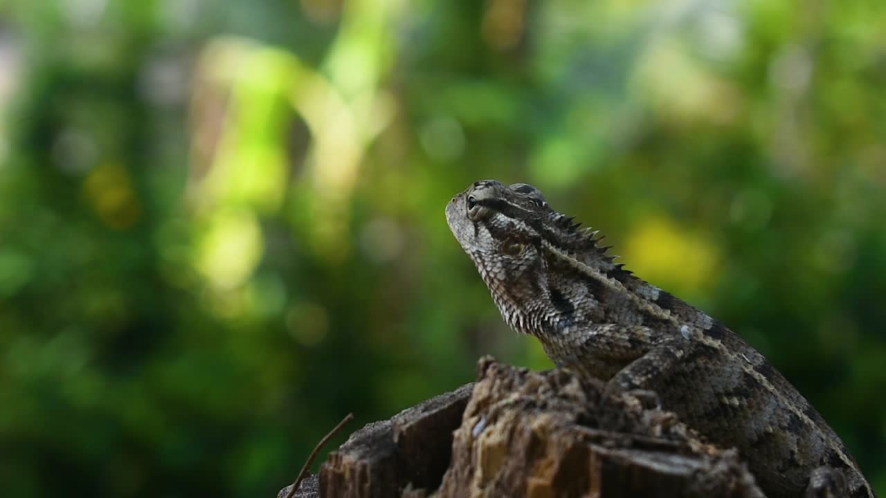 Female oriental garden lizard moving on cut-down tree in the tropical country Sri Lanka