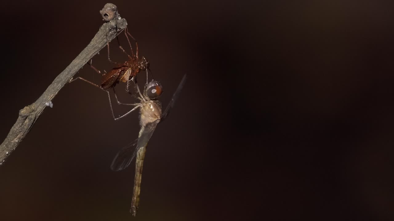 나뭇가지에 성인으로 떠오르는 잠자리의 클로즈업 샷