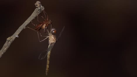 A-close-up-shot-of-a-dragonfly-emerging-to-adult-on-a-twig