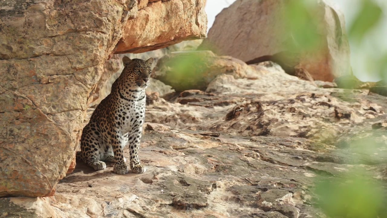 Botswana vahşi doğasında, kayalık bir çıkıntıda oturan ve çevresini tarayan bir leopar