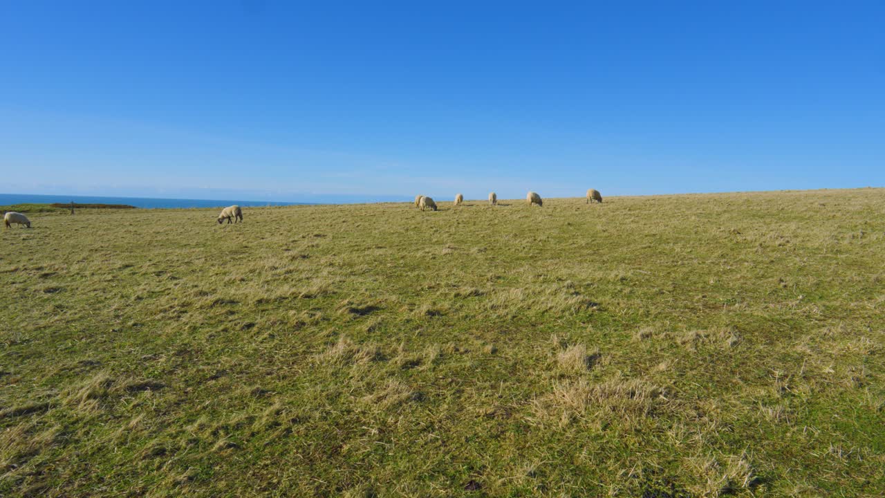 Wide Fields Landscape View of Sheep Grazing Over Agricultural Farmland in Pembrokeshire, Wales. Sea Coastline Background on Hot Sunny Day.
