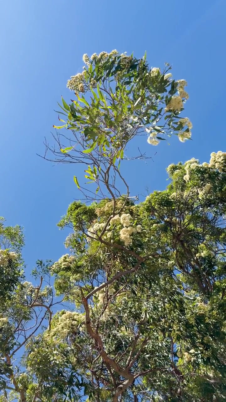 Inquadratura dal basso di fiori bianchi di eucalipto che sbocciano sui rami dell'albero sotto la luce intensa del sole.