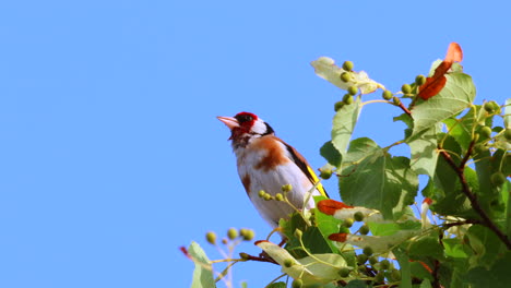 pájaro de pinzón europeo en la copa de un árbol contra el cielo azul en verano, de cerca