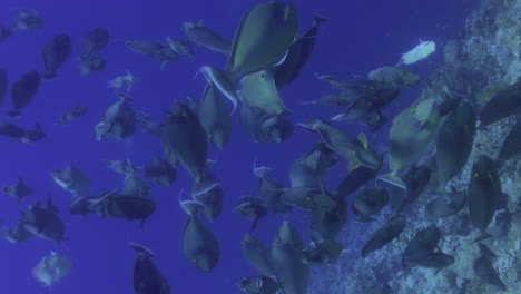 Grupo-De-Peces-Unicornio-4k-En-El-Arrecife-De-Coral-Del-Mar-Rojo-De-Egipto