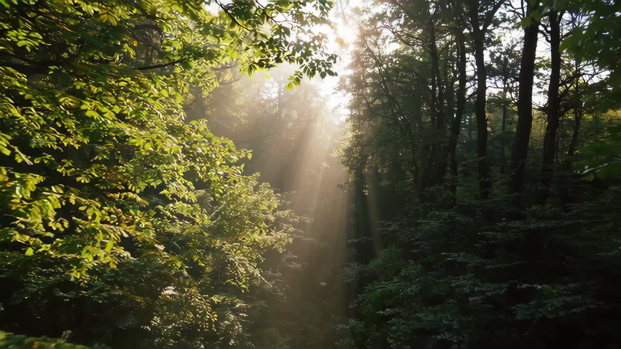 Close-up Leaf and Forest Sunlight