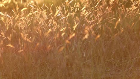 Eine-Gruppe-Wilder-Gräser,-Die-In-Einer-Milden-Brise-Wehen,-Die-Vom-Sonnenuntergang-Beleuchtet-Wird-Und-Dem-Gras-Einen-Kräftigen-Orange-gelben-Glanz-Verleiht