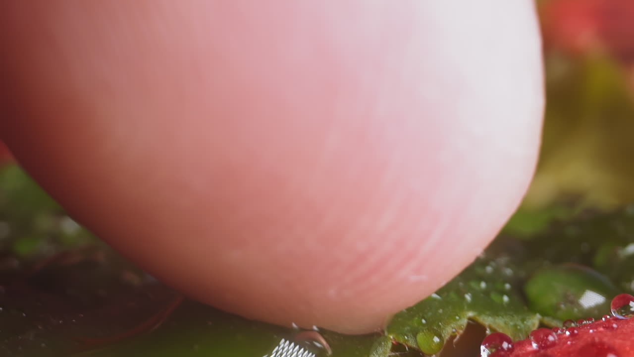 persona toca la hoja y el pétalo rojo con pequeñas gotas de agua