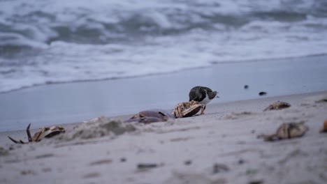 lone stint pecking crab remains at a beach with waves in the background