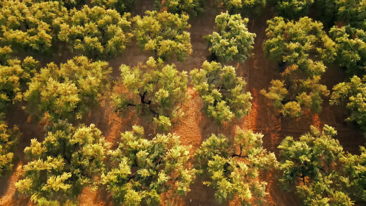 Aerial drone vertical view of an Olive Garden at sunset in Greece
