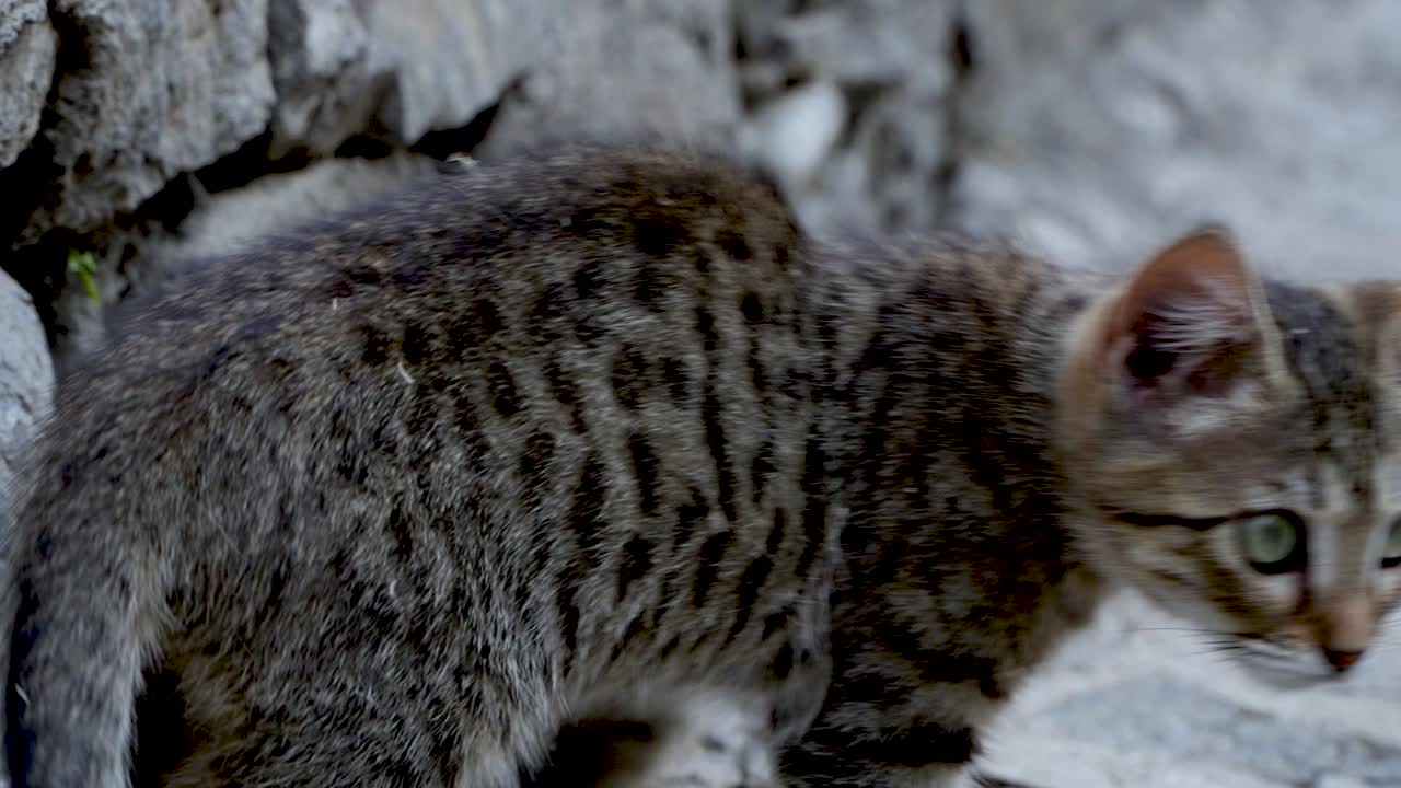 A small cat navigates through rocky paths, sniffing and investigating its surroundings. This charming adventure unfolds in a tranquil outdoor location under warm sunlight