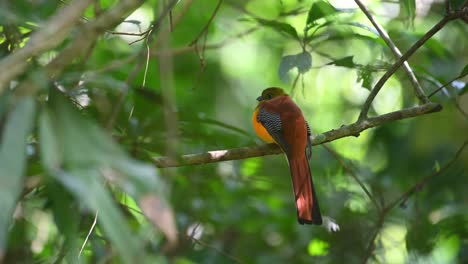 Trogón-De-Pecho-Naranja,-Harpactes-Oreskios,-Parque-Nacional-Kaeng-Krachan,-Tailandia