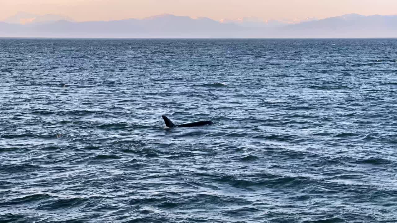 알래스카 남동부에서 헤엄치는 범고래 떼
