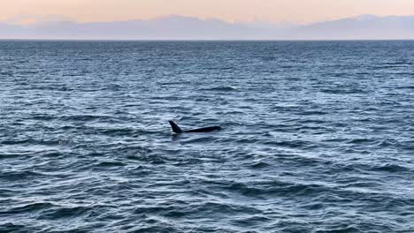 una manada de orcas nada en el sureste de alaska