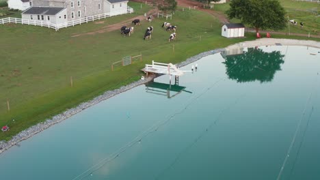 aerial tilt up reveals amish farm and dairy cows by pond, farm buildings