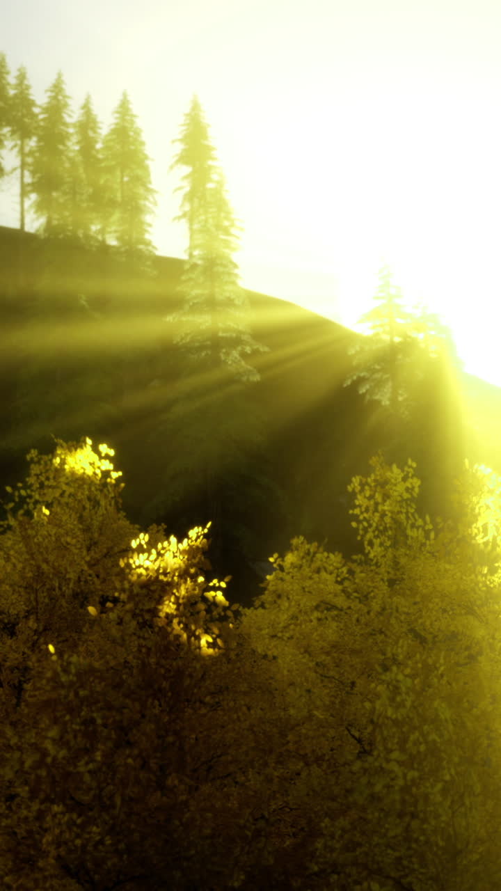 Sunrise illuminates forest landscape with vibrant autumn foliage
