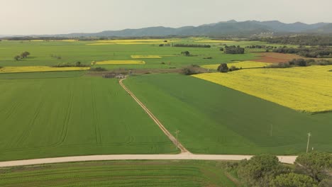 Aerial-Images-In-La-Garrocha-Girona-Besalú-Banyoles,-Field-Of-Rapeseed-Crops