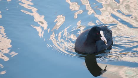 focha euroasiática solitaria, fulica atra, nada en el arroyo recogiendo algas o algas de la superficie del agua - seguimiento de primer plano
