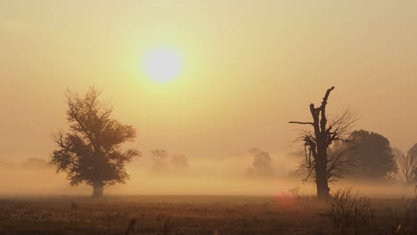 Shot-of-morning-mist-over-open-field-at-sunrise