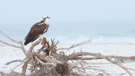 osprey sea hawk perched on beach wood with crashing ocean waves in background on overcast day