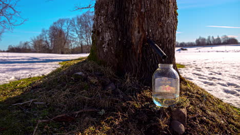 A maple tree tapped with a spile dripping syrup into a glass jar in winter - time lapse