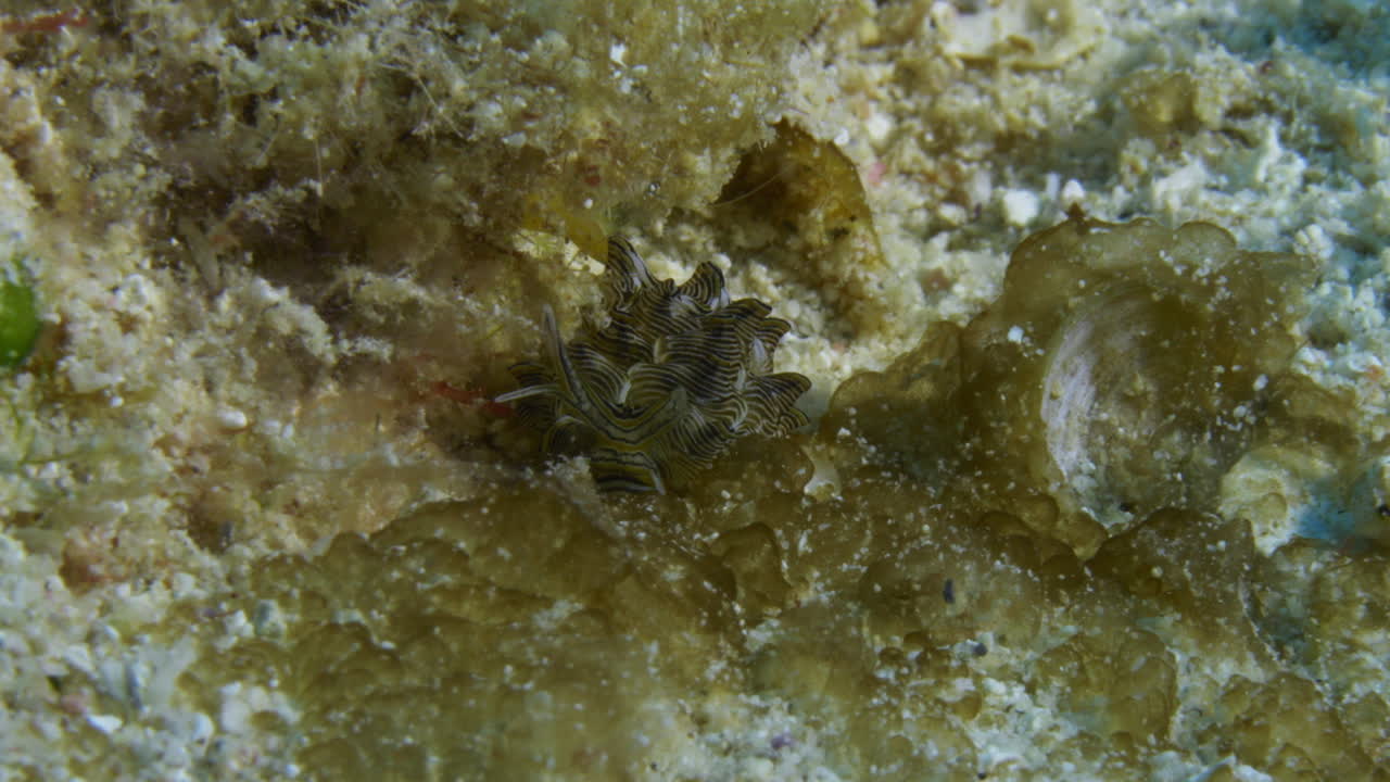 increíble foto súper macro del raro y hermoso cyerce nigricans, un nudibranquio chupador de savia, escaneando el fondo del océano.