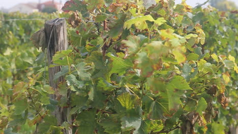 vineyard leaves