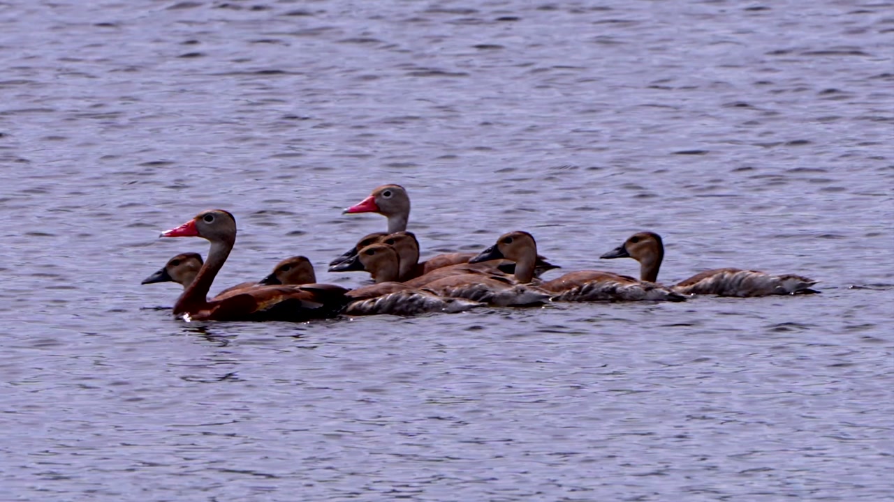 Black bellied whistling duck family swimming on a lake