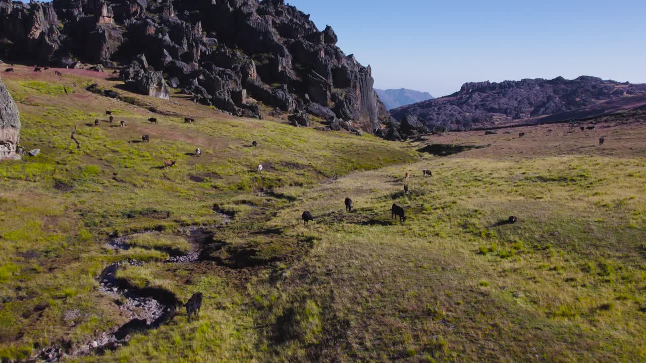 rebaño de vacas pastando en tierras verdes en la gran cueva de huaraz, perú
