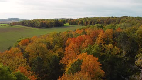 flying over a colorful autumnal forest towards a green field, sunny