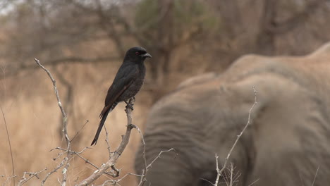 vista cercana del drongo de cola bifurcada sentado en una rama delgada cerca de un elefante