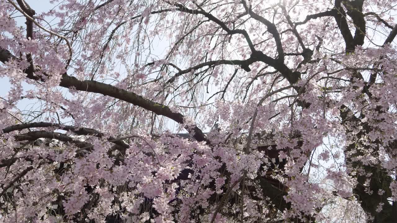 Stunning cinematic view over weeping Sakura tree in full bloom with sunflare