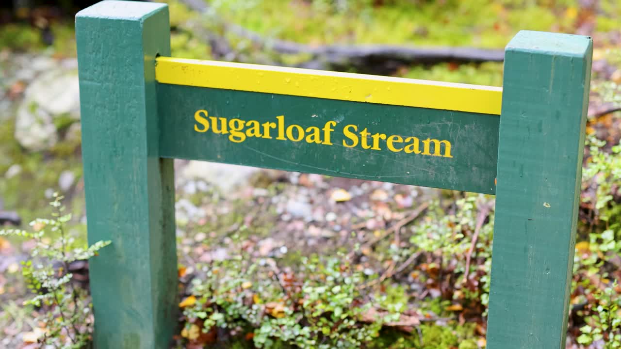 Handheld camera smoothly passes green Sugarloaf Stream sign in lush, sunlit New Zealand forest