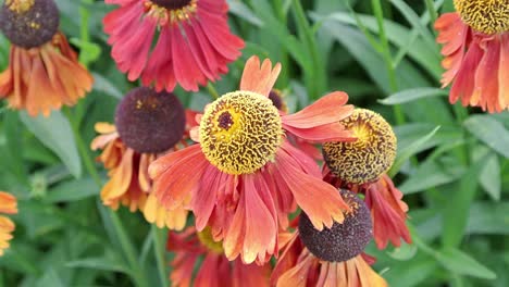 Helenium-&#39;Sahin&#39;s-Early-Flowerer&#39;-Produce-Una-Mezcla-De-Matices,-Con-Pétalos-Anaranjados-Veteados-Que-Se-Abren-Desde-Cogollos-De-Color-Rojo-Bronce,-Que-Finalmente-Maduran-A-Amarillo