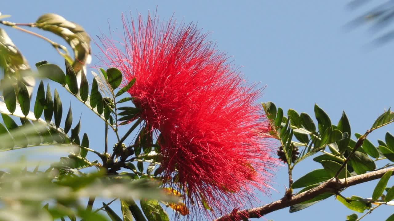 primer plano de la hermosa flor de calliandra roja en flor en un jardín tropical con cielo azul en el fondo