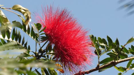 Close-Up-of-the-Beautiful-Red-Blooming-Calliandra-Flower-in-a-Tropical-Garden-with-Blue-Sky-in-the-Background