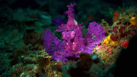 rhinopias frondosa purple weedy scorpionfish with parasite lembeh 4k 25fps