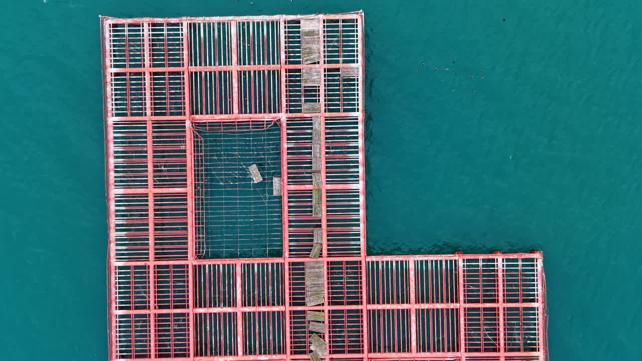 Mussel farm setup in the sea showing rows of racks and a worker tending to the mussels at midday