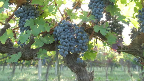 Red-ripe-vine-grapes-in-vineyard