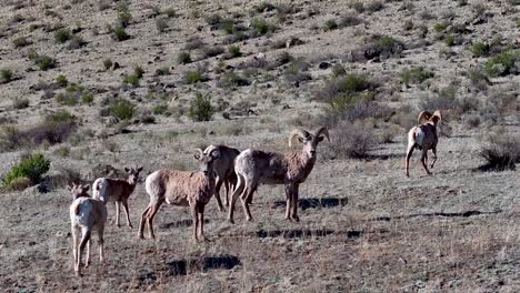 a beautiful and cinematic 70mm close-up aerial shot of a herd of bighorn sheep, gradually making the climb up a steep incline in the rock mountains, near the infamous town of creede, colorado.