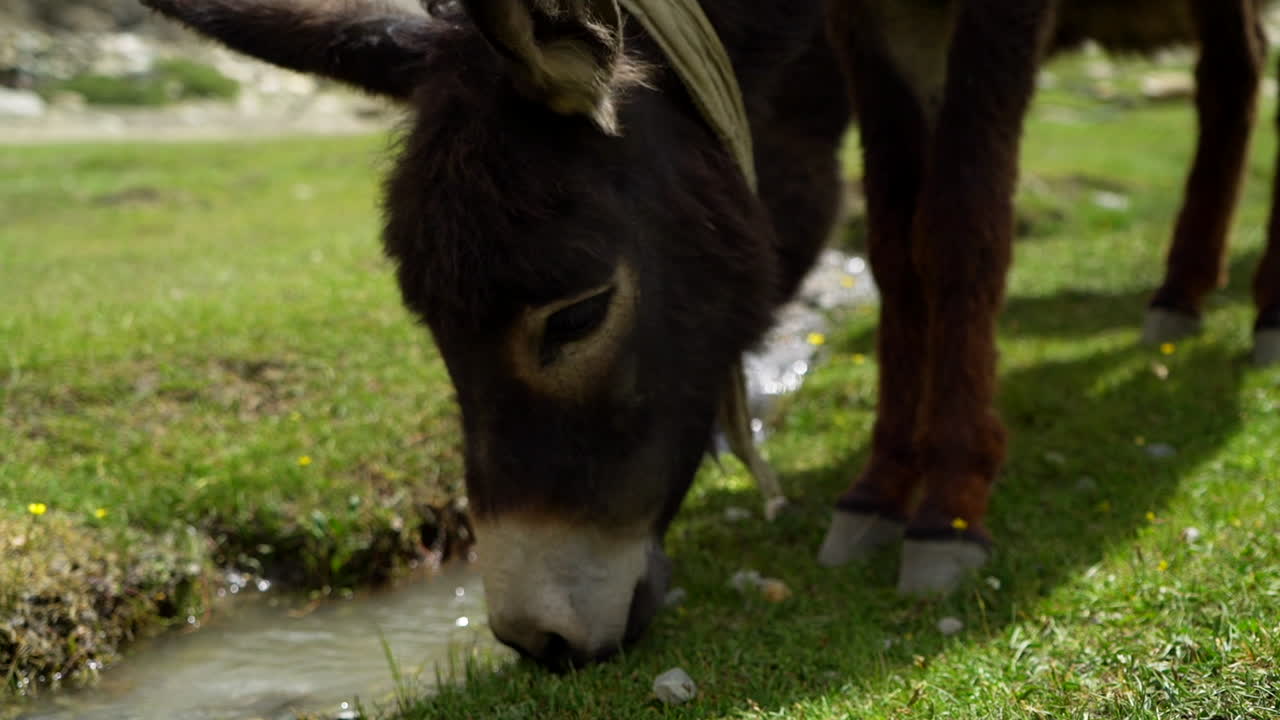 Primo piano ravvicinato di un asino che pascola, mangiando erba fresca, vicino a un ruscello in una giornata di sole