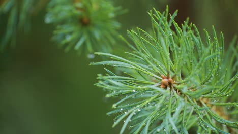 A close-up shot of the pine tree branch strewn with raindrops