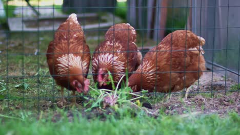 Hühner-Fressen-Gras-Und-Pflanzen